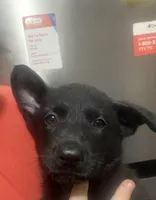 GSD Puppy Girl1, a female German Shepherd Dog for sale in Plant City, FL – 2 of 4