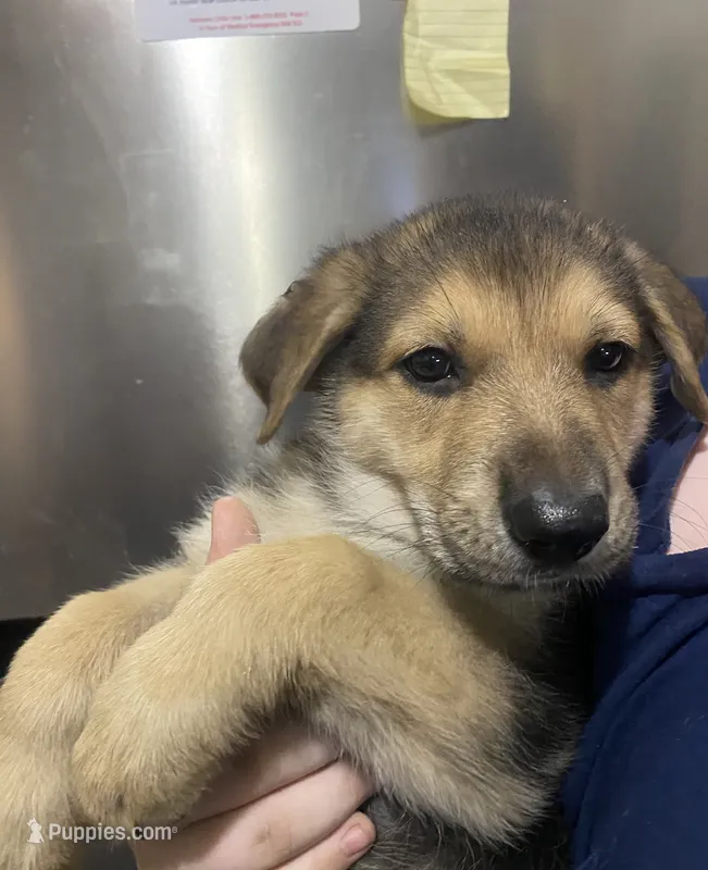 Puppy Boy 2 – German Shepherd Dog puppy for sale in Plant City, FL