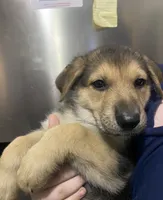Puppy Boy 2, a male German Shepherd Dog for sale in Plant City, FL – 1 of 4
