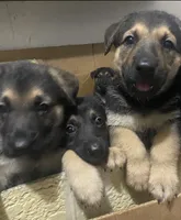 Puppy Boy 2, a male German Shepherd Dog for sale in Plant City, FL – 4 of 4