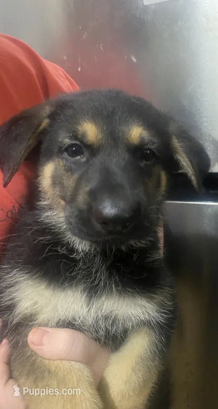 German Shepherd Puppy Boy1 – German Shepherd Dog puppy for sale in Plant City, FL