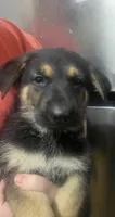 German Shepherd Puppy Boy1, a male German Shepherd Dog for sale in Plant City, FL – 1 of 3