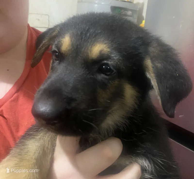 GSD Puppy Girl1 – German Shepherd Dog puppy for sale in Plant City, FL