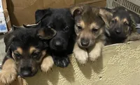 Puppy Boy 2, a male German Shepherd Dog for sale in Plant City, FL – 3 of 4