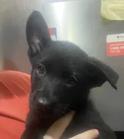 GSD Puppy Girl1, a female German Shepherd Dog for sale in Plant City, FL – 1 of 4