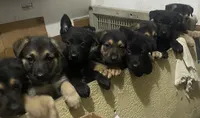 Puppy Girl2, a female German Shepherd Dog for sale in Plant City, FL – 5 of 5