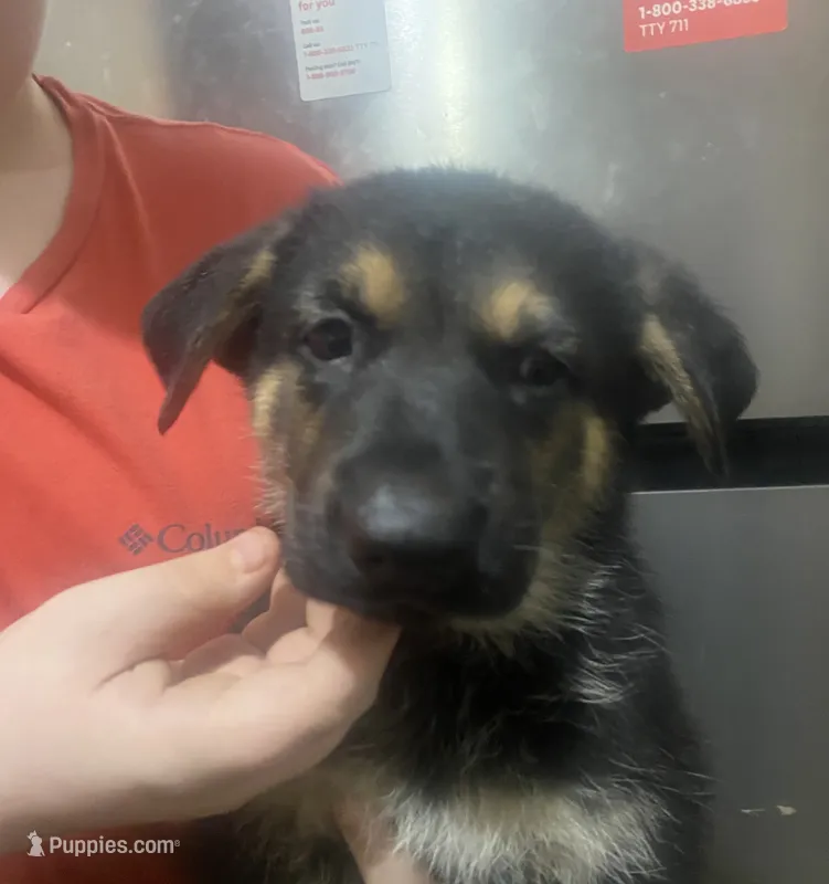 Puppy Girl2 – German Shepherd Dog puppy for sale in Plant City, FL