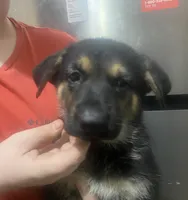 Puppy Girl2, a female German Shepherd Dog for sale in Plant City, FL – 1 of 5