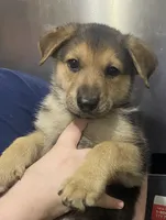 Puppy Boy 2, a male German Shepherd Dog for sale in Plant City, FL – 2 of 4