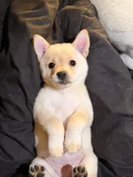 processed/2ca4b999-046a-4970-add9-0e343a56a79c/listing/b729bc06-5ad9-4af0-a885-b43a69514c6b/2d856907-3840-4306-b403-b8c8c4f83c56