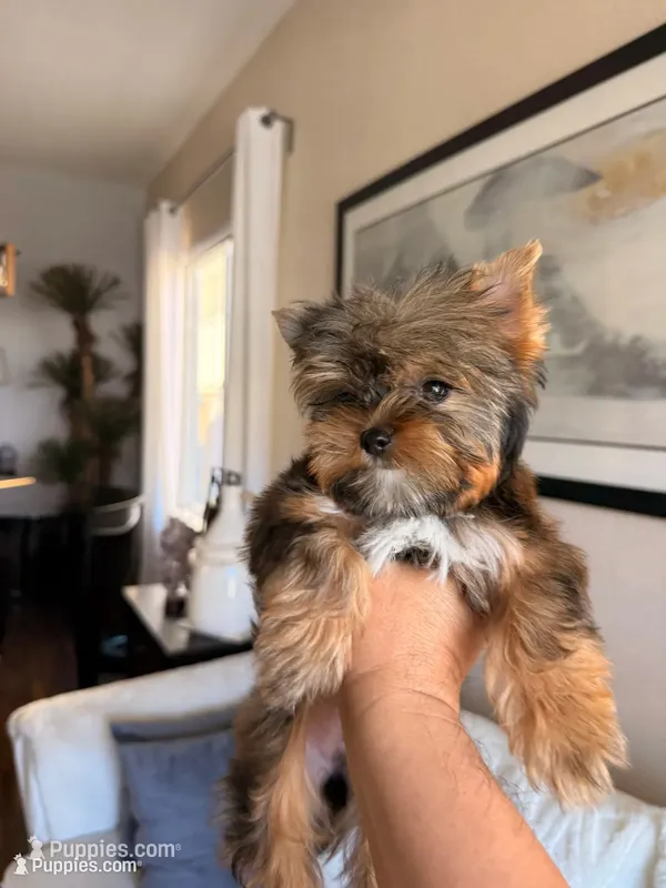Sailor  – Yorkshire Terrier puppy for sale in Elk Grove, CA