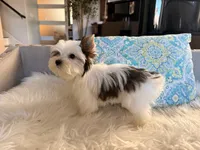 Mochi , a female Yorkshire Terrier for sale in Elk Grove, CA – 5 of 8