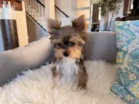 Navy, a female Yorkshire Terrier for sale in Elk Grove, CA – 5 of 6