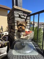 Maple, a female Yorkshire Terrier for sale in Elk Grove, CA – Photo 1 of 10
