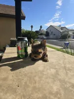 Maple, a female Yorkshire Terrier for sale in Elk Grove, CA – Photo 10 of 10