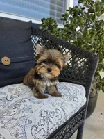 Maple, a female Yorkshire Terrier for sale in Elk Grove, CA – Photo 4 of 10
