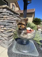 Maple, a female Yorkshire Terrier for sale in Elk Grove, CA – Photo 2 of 10