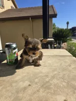 Maple, a female Yorkshire Terrier for sale in Elk Grove, CA – Photo 7 of 10