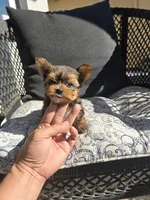 Maple, a female Yorkshire Terrier for sale in Elk Grove, CA – Photo 6 of 10