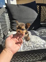 Maple, a female Yorkshire Terrier for sale in Elk Grove, CA – Photo 8 of 10