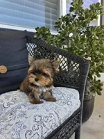 Maple, a female Yorkshire Terrier for sale in Elk Grove, CA – Photo 3 of 10