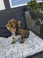 Maple, a female Yorkshire Terrier for sale in Elk Grove, CA – Photo 5 of 10
