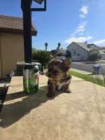 Maple, a female Yorkshire Terrier for sale in Elk Grove, CA – Photo 9 of 10