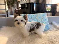 Mochi , a female Yorkshire Terrier for sale in Elk Grove, CA – 2 of 8