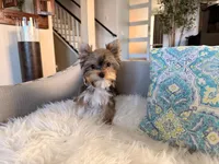 Navy, a female Yorkshire Terrier for sale in Elk Grove, CA – 3 of 6