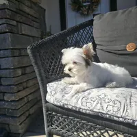 Shiloh, a male Yorkshire Terrier for sale in Elk Grove, CA – Photo 4 of 8