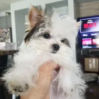 Shiloh, a male Yorkshire Terrier for sale in Elk Grove, CA – Photo 7 of 8