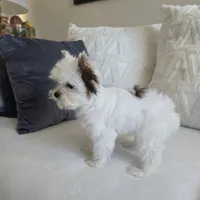 Shiloh, a male Yorkshire Terrier for sale in Elk Grove, CA – Photo 3 of 8