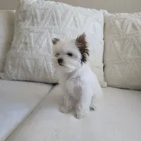 Shiloh, a male Yorkshire Terrier for sale in Elk Grove, CA – Photo 1 of 8