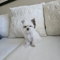 Shiloh, a male Yorkshire Terrier for sale in Elk Grove, CA – Photo 2 of 8