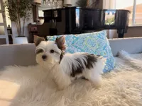 Mochi , a female Yorkshire Terrier for sale in Elk Grove, CA – 7 of 8
