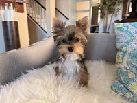 Navy, a female Yorkshire Terrier for sale in Elk Grove, CA – 2 of 6