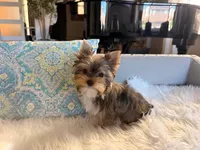 Navy, a female Yorkshire Terrier for sale in Elk Grove, CA – 1 of 6