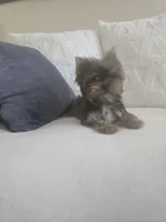 Sailor , a female Yorkshire Terrier for sale in Elk Grove, CA – 2 of 4
