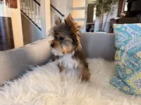 Navy, a female Yorkshire Terrier for sale in Elk Grove, CA – 6 of 6