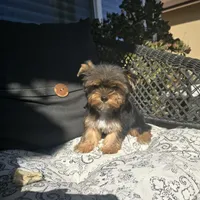 Tori, a female Yorkshire Terrier for sale in Elk Grove, CA – Photo 1 of 9