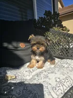Tori, a female Yorkshire Terrier for sale in Elk Grove, CA – Photo 1 of 9