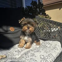 Tori, a female Yorkshire Terrier for sale in Elk Grove, CA – Photo 2 of 9