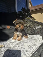 Tori, a female Yorkshire Terrier for sale in Elk Grove, CA – Photo 2 of 9