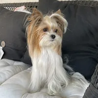 Tori, a female Yorkshire Terrier for sale in Elk Grove, CA – Photo 7 of 9