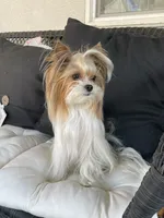 Tori, a female Yorkshire Terrier for sale in Elk Grove, CA – Photo 7 of 9