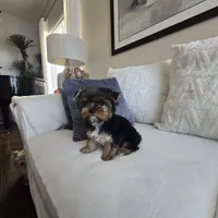 Tori, a female Yorkshire Terrier for sale in Elk Grove, CA – Photo 4 of 9