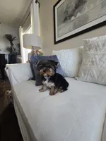 Tori, a female Yorkshire Terrier for sale in Elk Grove, CA – Photo 4 of 9