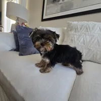 Tori, a female Yorkshire Terrier for sale in Elk Grove, CA – Photo 5 of 9