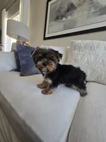 Tori, a female Yorkshire Terrier for sale in Elk Grove, CA – Photo 5 of 9