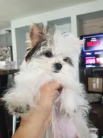 Tori, a female Yorkshire Terrier for sale in Elk Grove, CA – Photo 8 of 9